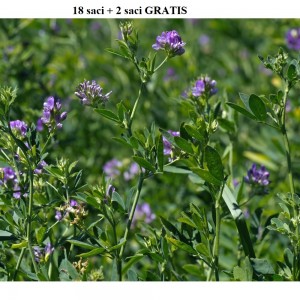 LUCERNA, Soi romanesc, 1 kg